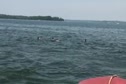 The Mating Habits of Mendota Ducks pt 2
