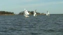 Yale's Race Day