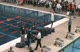 Award Ceremony, 50 Free Award Ceremony, 50 Free