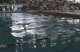 m college 100 scy breast prelims h5 d2